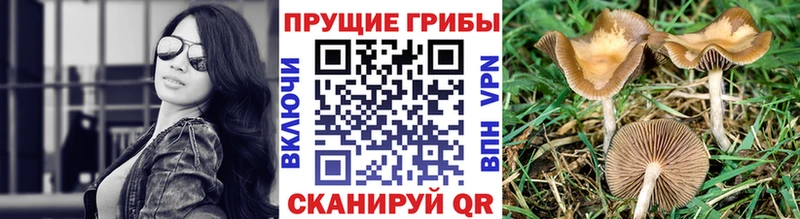 Псилоцибиновые грибы Psilocybine cubensis  Белоозёрский 